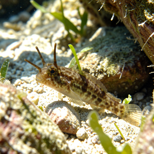 Blennie pilicorne, petit poisson côtier au corps marbré, posé sur un fond rocheux couvert d’algues.