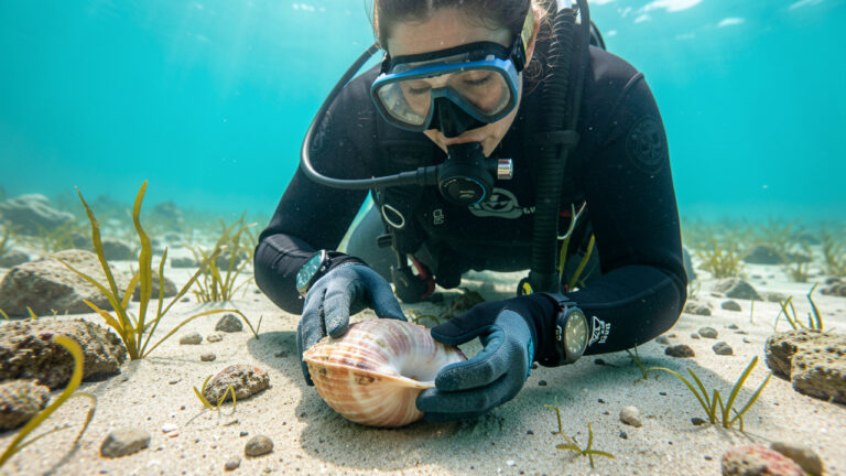 Une plongeuse équipée de gants observe délicatement une coquille Saint-Jacques posée sur un fond marin sableux.