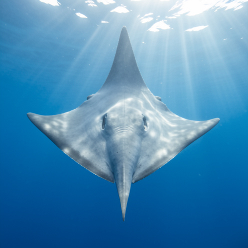 Un immense poisson-lune nage paisiblement dans les eaux bleues et claires de l'océan, éclairé par les rayons du soleil.