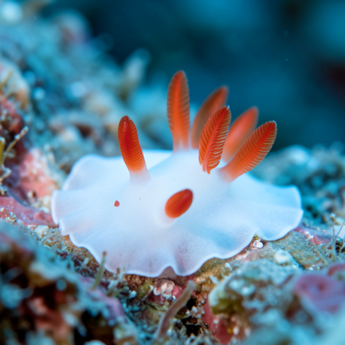 Portrait rapproché d’une limace de mer Hervia pèlerine, au corps translucide blanc et aux appendices orange rouge vif, se déplaçant sur un récif corallien.